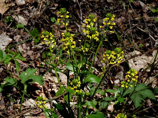 {Barbarea vulgaris}